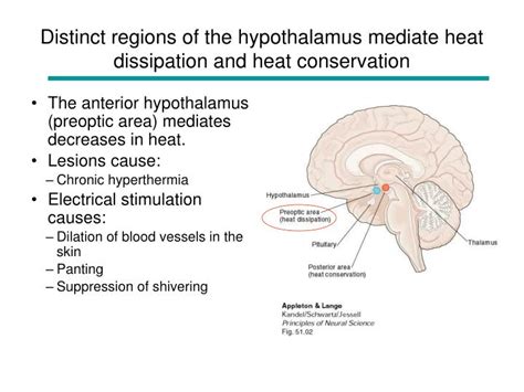 PPT - Hypothalamus and Limbic System PowerPoint Presentation - ID:3884230