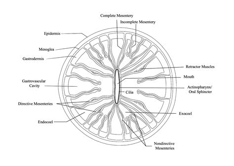 Coral Polyp Anatomy - Coral Disease & Health Consortium