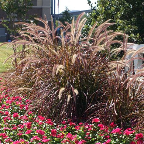 Purple Fountain Grasses for Sale | BrighterBlooms.com