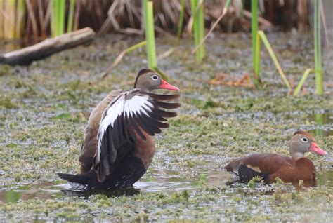 eBird Checklist - 12 Nov 2023 - Lake Apopka Wildlife Drive - 69 species (+3 other taxa)