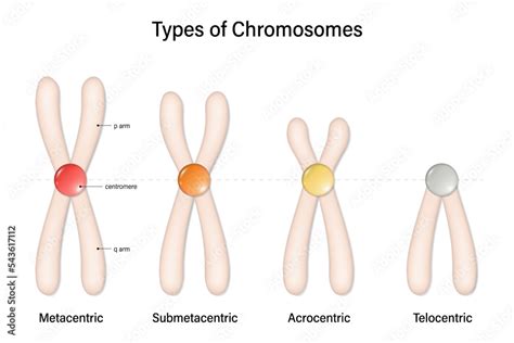 Type of chromosome. Metacentric, Submetacentric, Acrocentric, Telocentric. Classification of ...