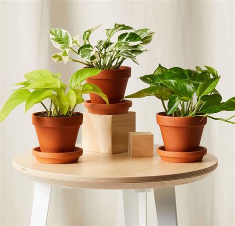 The Top 10 Dorm Room Plants for College Students - Birds and Blooms