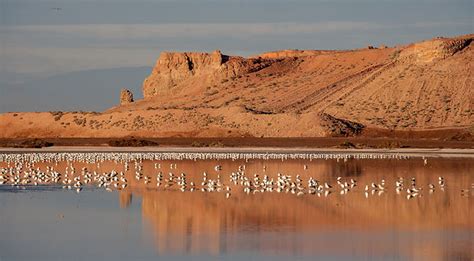 Sonny Bono Salton Sea National Wildlife Refuge - Alchetron, the free ...