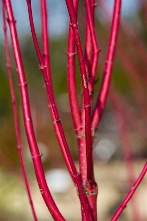 Red Osier Dogwood Shrub Cornus Sericea Flowering Shrub Fall | Etsy | Twig dogwood, Red osier ...