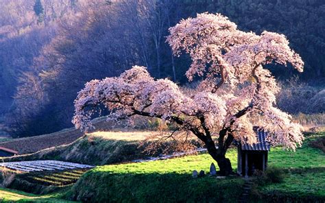 Japanese Cherry Blossom Garden Wallpaper | Wallpapers Gallery