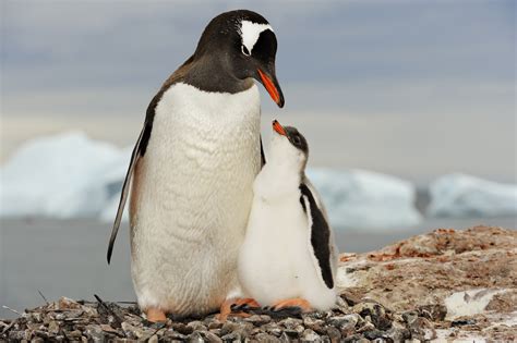 Gentoo Penguin Mother and Chick | Smithsonian Ocean Portal