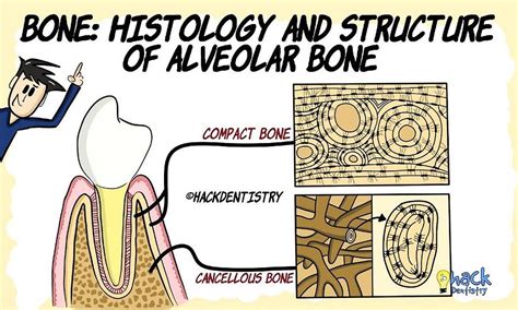 Alveolar Bone