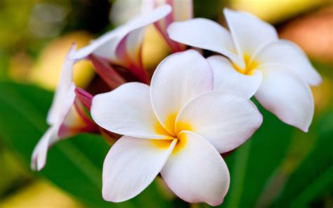 hawaiian plumeria-Amazing Flowers Photography Photo Wallpaper-2560x1600 Download | 10wallpaper.com