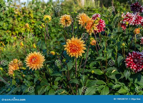 Orange Dahlia in the Garden Stock Image - Image of colorful, decorative ...