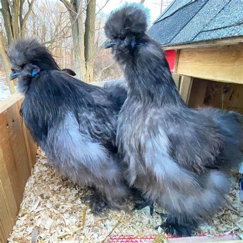 Silkie Chickens: Eggs, Height, Size and Raising Tips