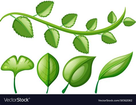 Vine and different shapes of leaves Royalty Free Vector