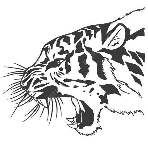 Tiger Head Roar, Tiger Drawing, Head Drawing, Tiger Sketch PNG and ...