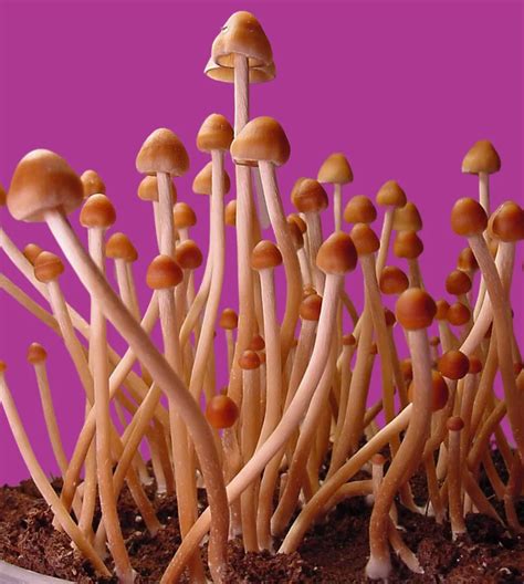 Psilocybe mexicana Mushrooms: History, Effects & Growing Guide