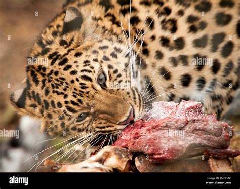 Female Amur leopard eating meat Stock Photo, Royalty Free Image: 54407043 - Alamy