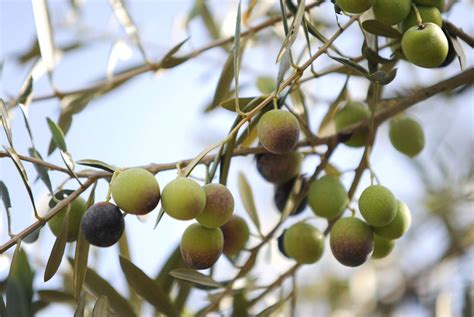 13 Varieties of Fruiting Olive Trees You Can Grow