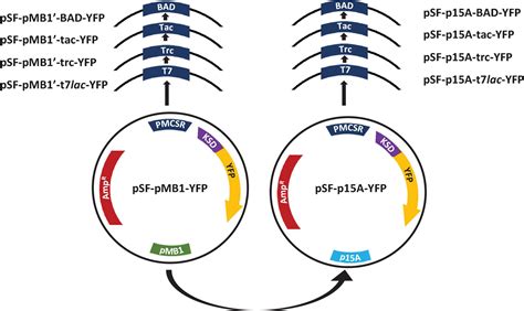 Frontiers | Impact of the Expression System on Recombinant Protein ...