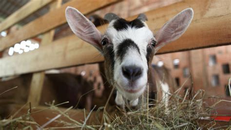 Raising Goats For Beginners | Raise Goats Successfully