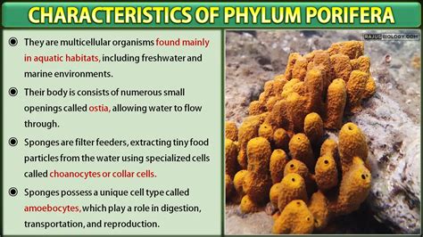 Phylum Porifera Characteristics, Classification and Examples (with Diagram) - Rajus Biology