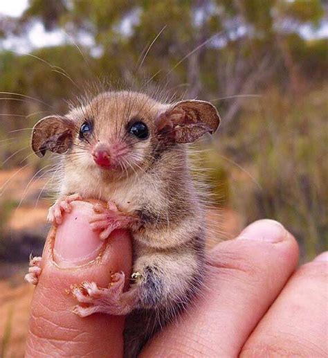 Western Pygmy Possum Facts: Profile, Traits, Teeth, Pet, Baby - Mammal Age