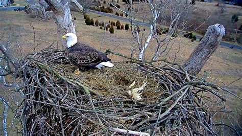 Live EagleCam - Home | Facebook