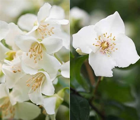 Philadelphus Mock Orange - Which Variety to Choose