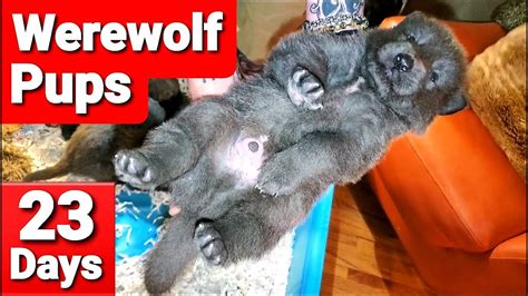 Werewolf Puppies Playing - Beautiful Lycan Shepherd Puppies - YouTube