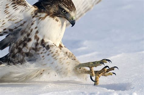 red-tailed hawk talons - a photo on Flickriver