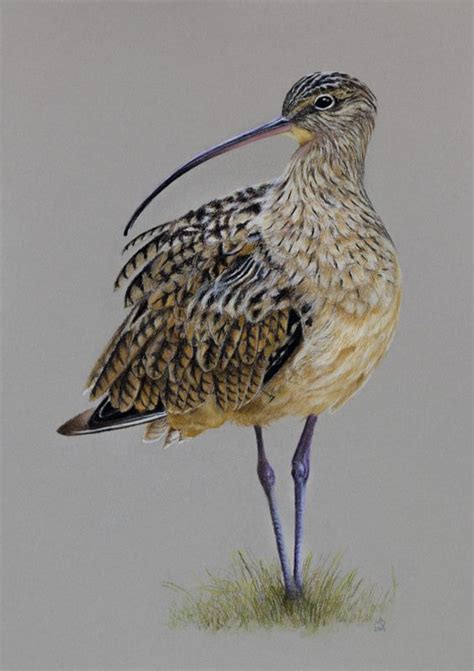 Curlew - WetCanvas | Bird drawings, Birds painting, Bird artwork