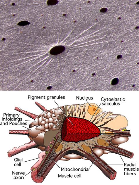 Cephalopod Camouflage: Cells and Organs of the Skin | Learn Science at Scitable