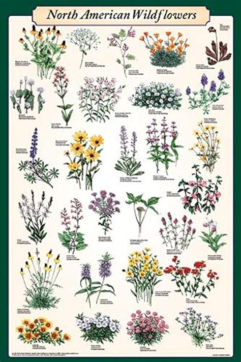 Picture Peddler North American Wildflowers Educational Science Reference Chart Print Poster ...