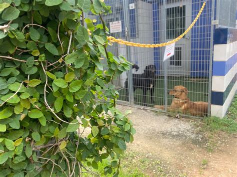 Central Texas animal shelters experience overcapacity, staff shortages | KXAN Austin