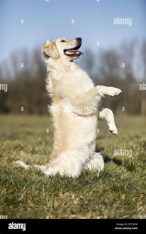 Golden Retriever shows trick Stock Photo - Alamy