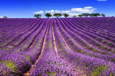 Visit the Lavender Fields