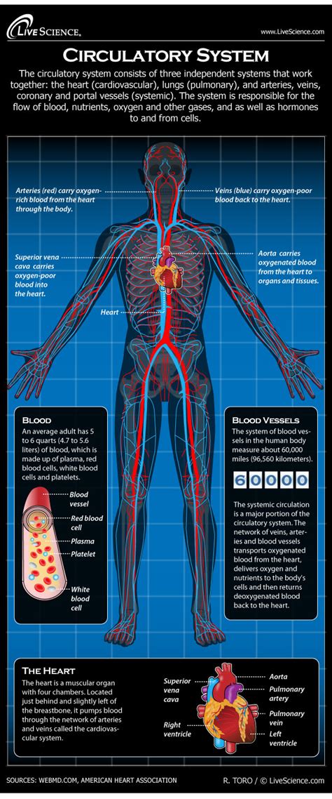 Human Circulatory System - Diagram - How It Works | Live Science