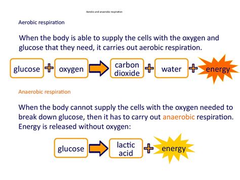 Aerobic And Anaerobic Respiration Anaerobic Respiration | The Best Porn ...