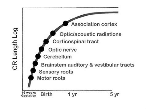 Neurologic Exam-Pediatric | Developmental Anatomy | Myelination and Development