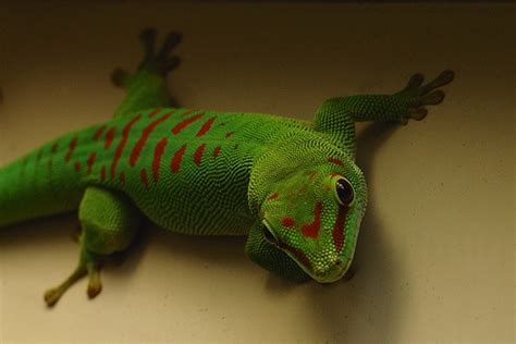 Madagascar Giant Day Gecko Facts and Pictures | Reptile Fact