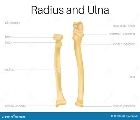 Radius and Ulna bone stock vector. Illustration of radius - 109196623