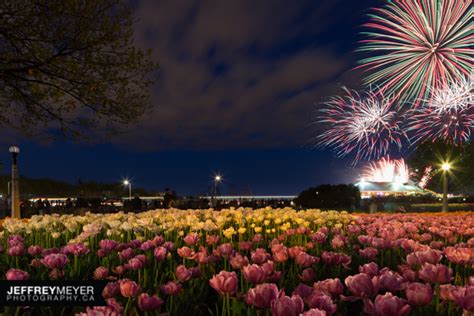 What to see and do at the Canadian Tulip Festival in Ottawa - TURNIPSEED TRAVEL