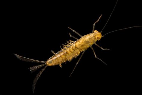 Mayfly Larvae (Cloeon simile) - Joel Sartore