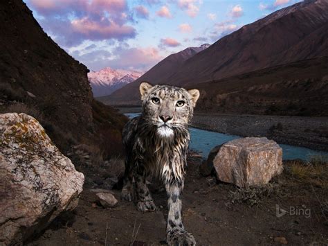 Kyrgyzstan Snow leopard in the Tian Shan 2017 Bing Wallpaper Preview | 10wallpaper.com