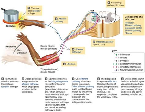 Think Tank Centre: The Reflex Arc