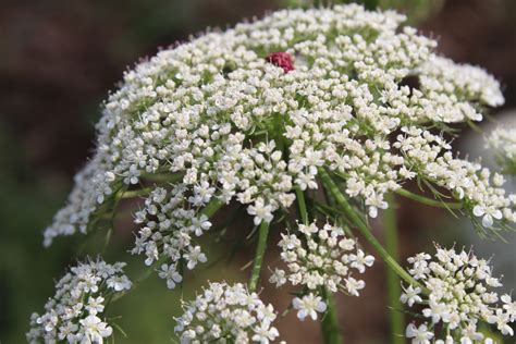 Buy Queen Anne's lace Flower Seeds - BloomyBliss