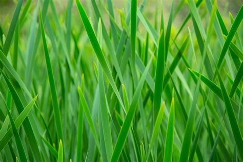 Green Grass Free Stock Photo - Public Domain Pictures