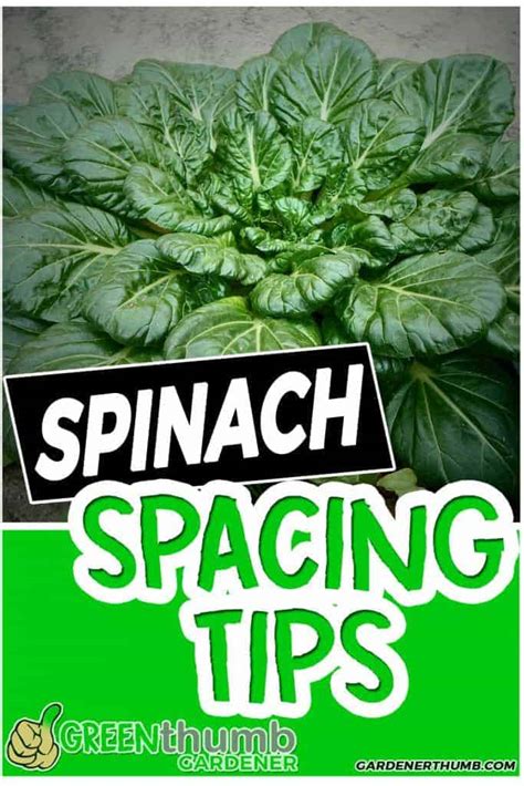 Spinach Plant Spacing | 4 Fundamental Tips for Beginners | Green Thumb Gardener