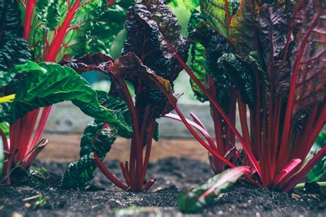 How To Harvest Swiss Chard Without Killing The Plant [Exact Steps!]