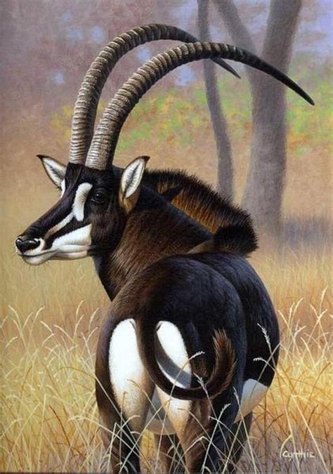 The sable antelope Animals With Horns, Unusual Animals, Majestic ...