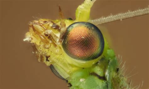 Do Lacewings Bite? (Dangerous?) | Wildlife Welcome