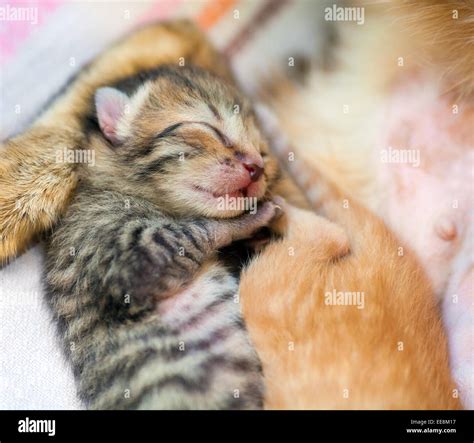 Sleeping newborn kitten Stock Photo - Alamy