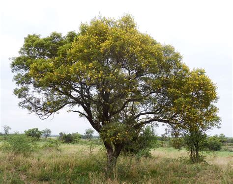 The Secrets of the Weeping Wattle Tree | Discover Africa